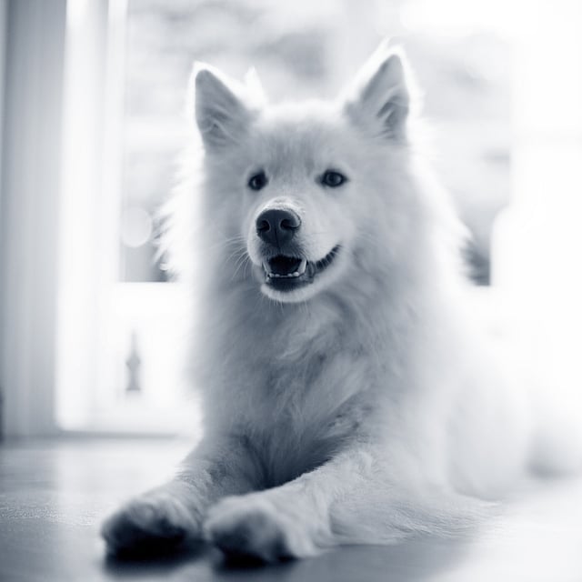 Hypothyroïdie chez le chien
