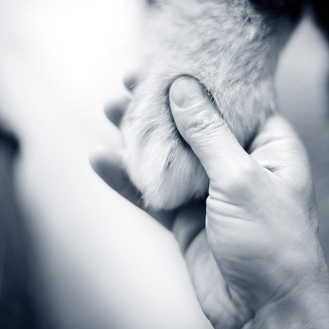 Maladies tumorales chez le chien