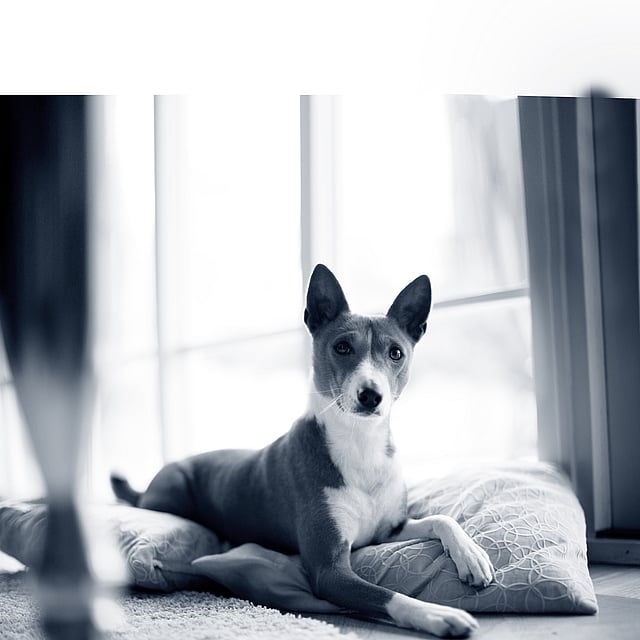 Pansement intestinal pour chien