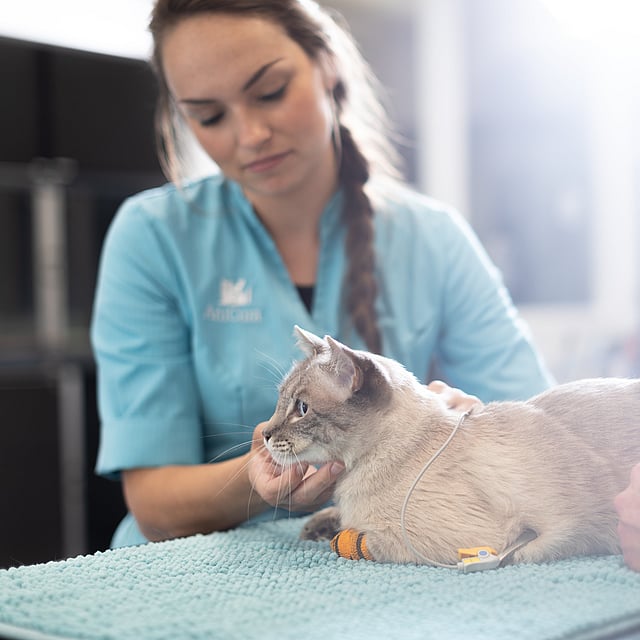 Une personne tenant un chat.