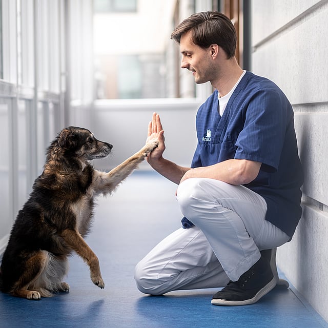 Une personne et un chien high five.