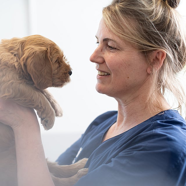 Une personne tenant un chiot.