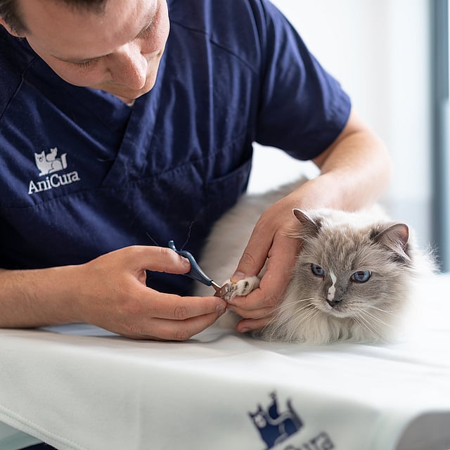Une personne qui coupe les griffes d’un chat.
