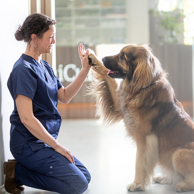 Une personne qui donne un high five à un chien.