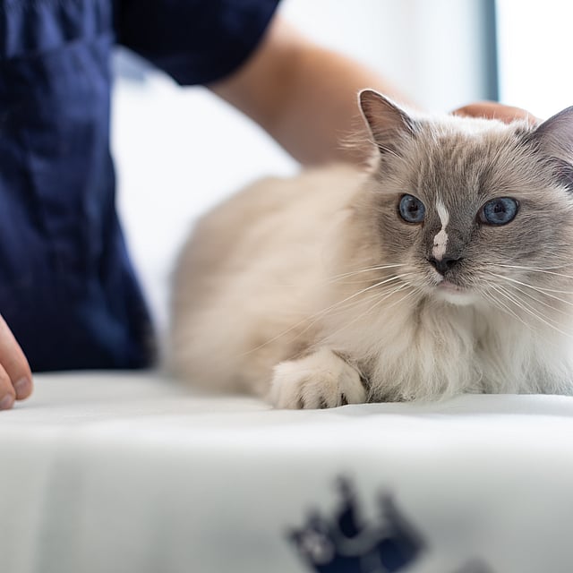 Un chat allongé sur une table.
