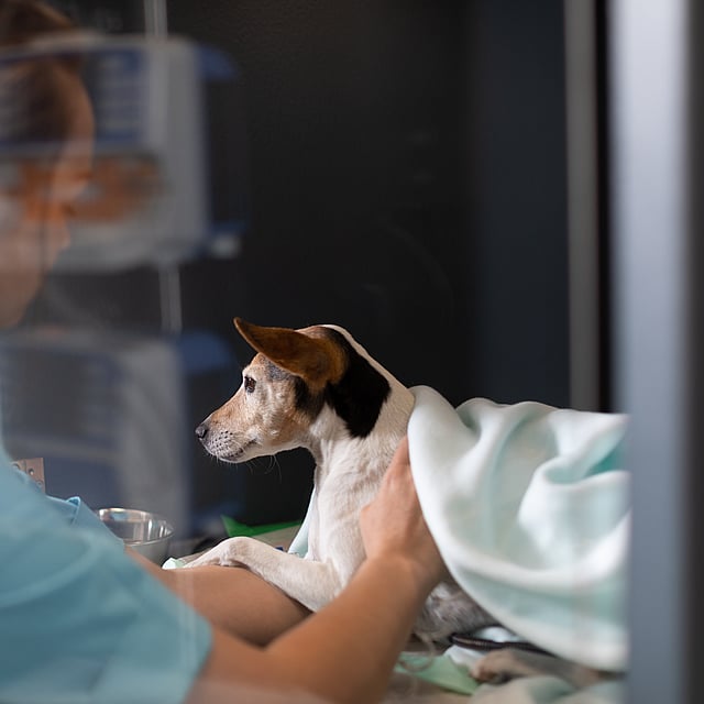 Le service d'hospitalisation de la clinique vétérinaire AniCura TRIOVet située à Rennes