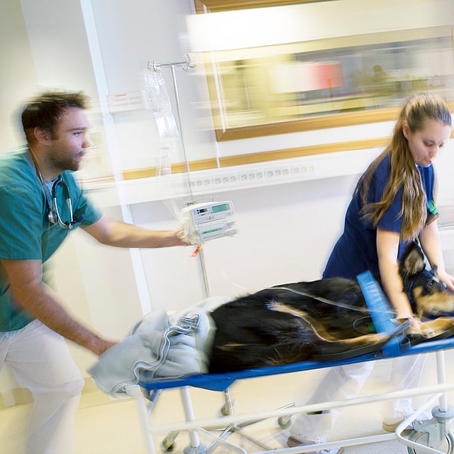 Le service d'urgences vétérinaires de la clinique vétérinaire AniCura Belleville située à Belleville en Beaujolais entre Mâcon et Lyon