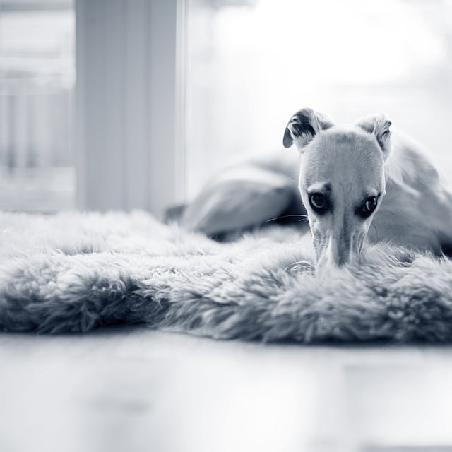 Un chien allongé sur un tapis de fourrure.