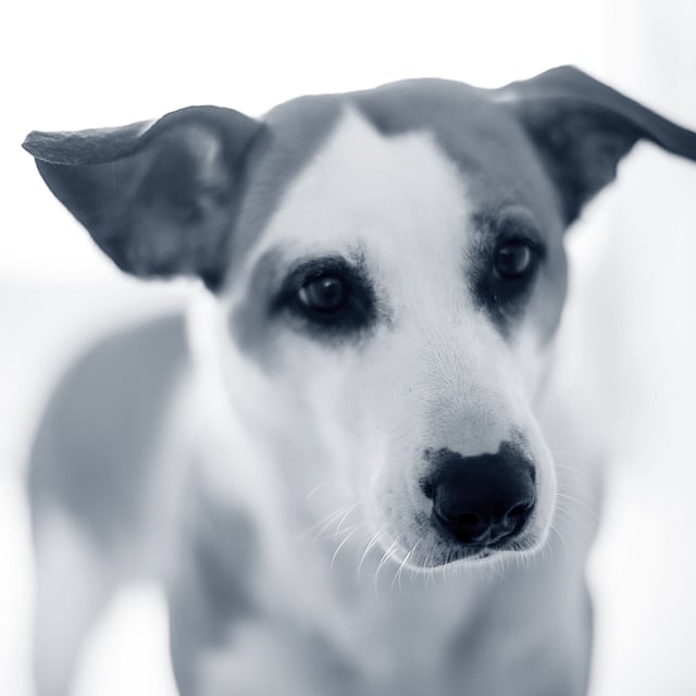 Induction de vomissements chez le chien
