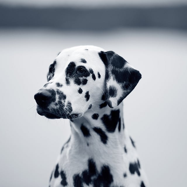 Mastocytome chez le chien