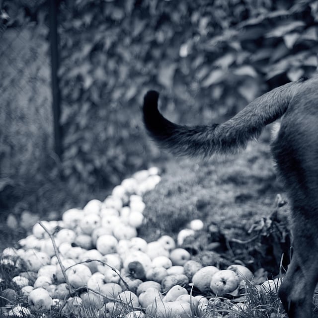 Constipation chez le chien