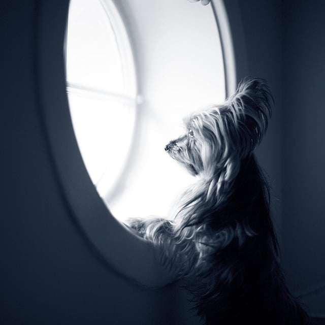 Température chez le chien