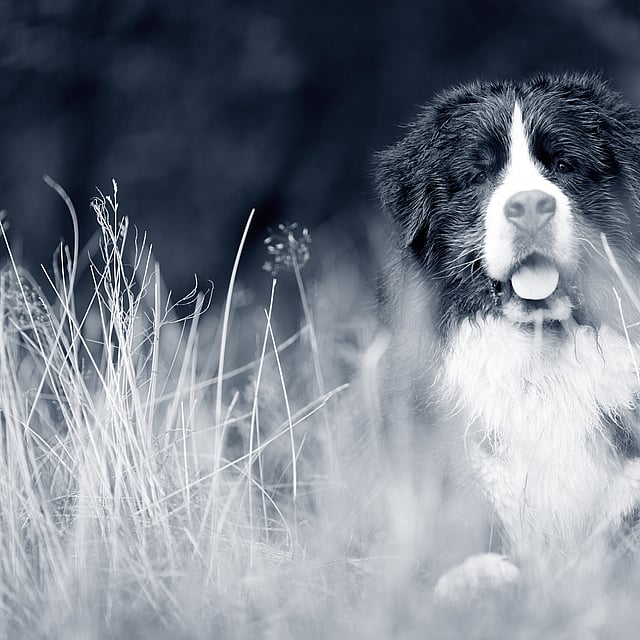 Tiques et traitement préventif chez le chien