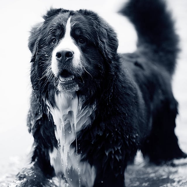 Yeux qui pleurent chez le chien
