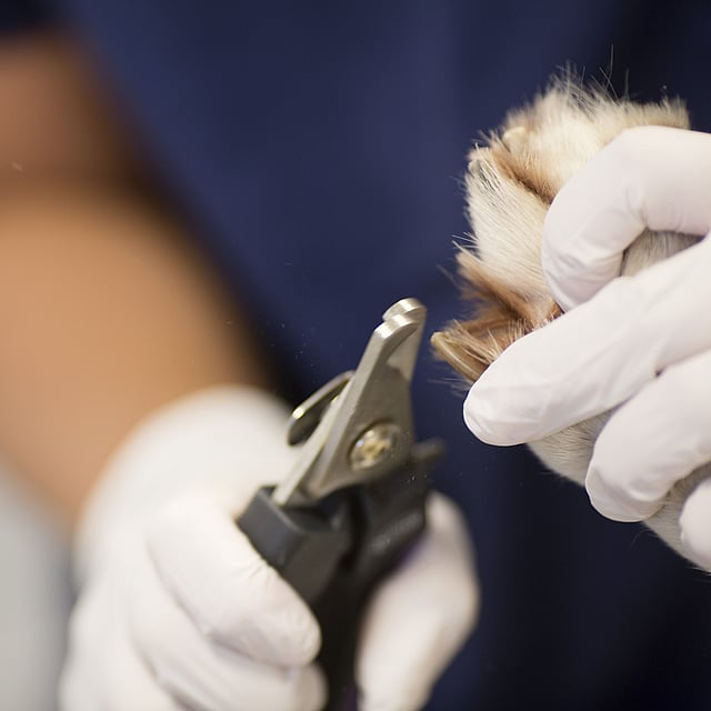 Blessures au niveau des griffes du chien