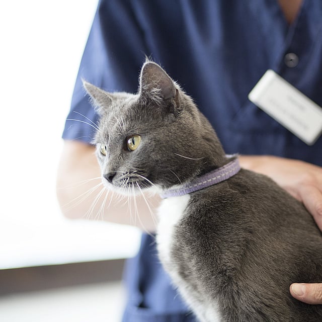 Vomissements chez le chat