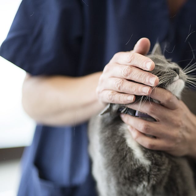 Problème dentaire chez le chat