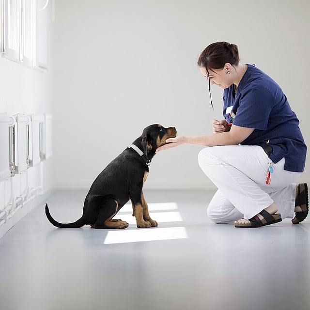 Infection des voies urinaires chez le chien