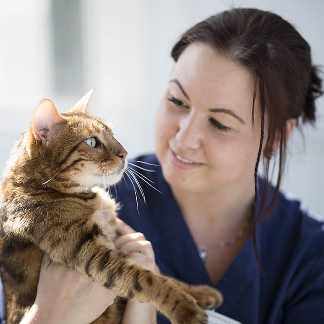 Une personne tenant un chat.