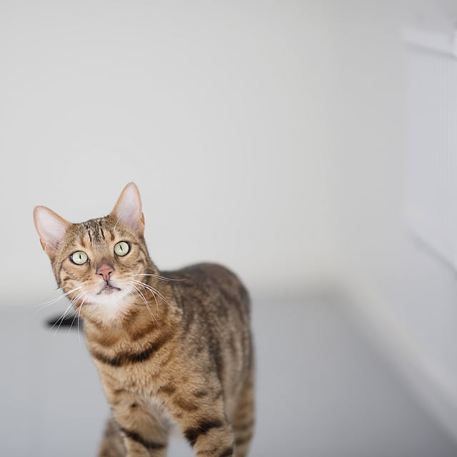 Épilepsie chez le chat