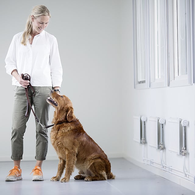 Examen clinique chez le chien