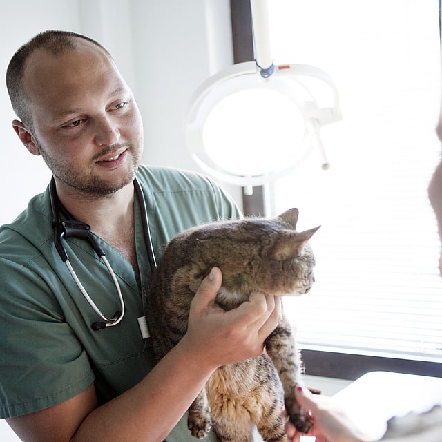 Tumeur mammaire chez le chat