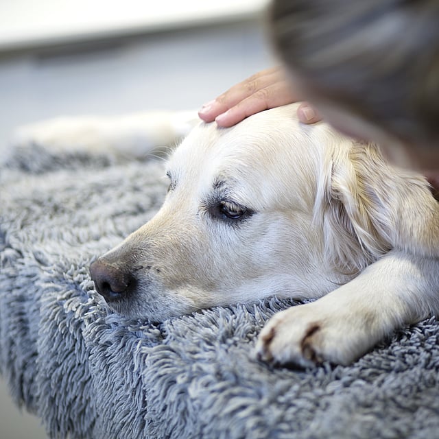 Analgésie (Traitement de la douleur) chez le chien
