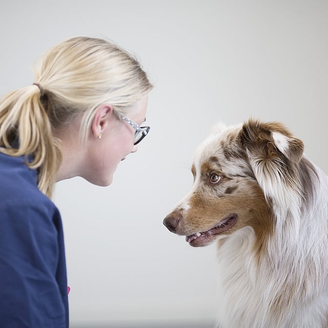 Tumeur mammaire chez le chien