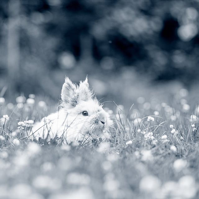 Un lapin dans un champ de fleurs.