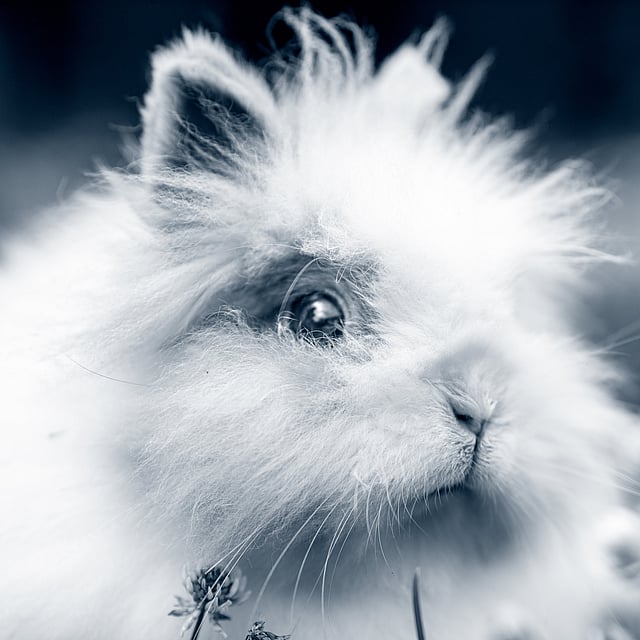 Un gros plan d’un lapin.