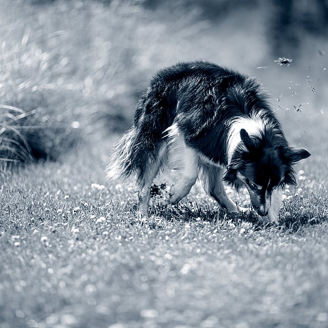 Un chien reniflant le sol.