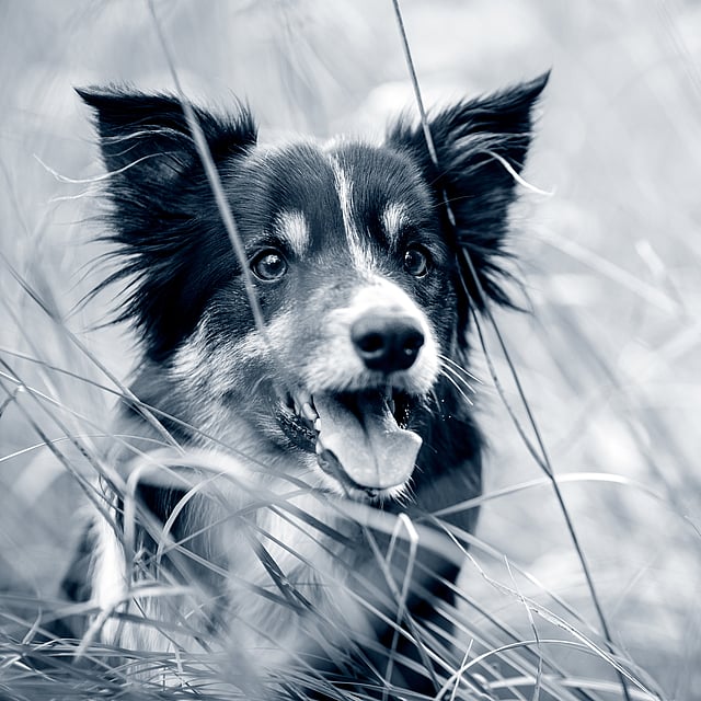 Un chien dans les hautes herbes.