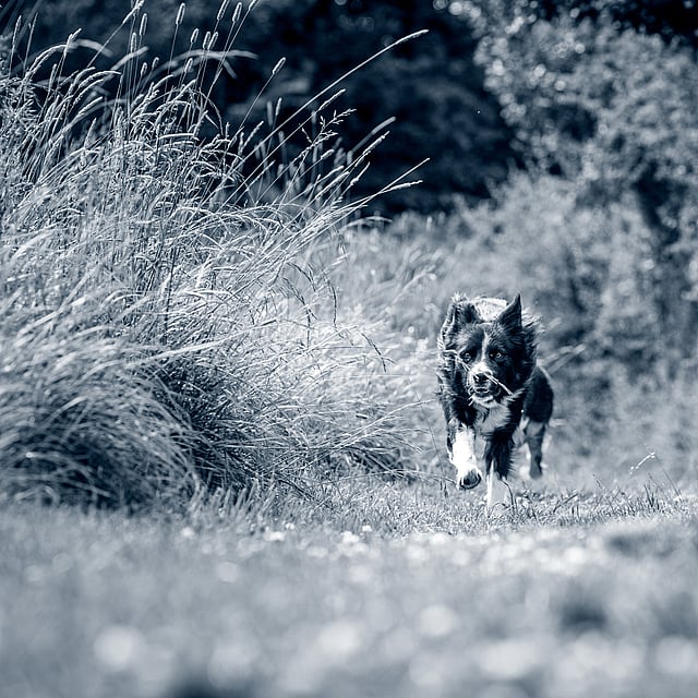 Un chien courant sur un chemin.