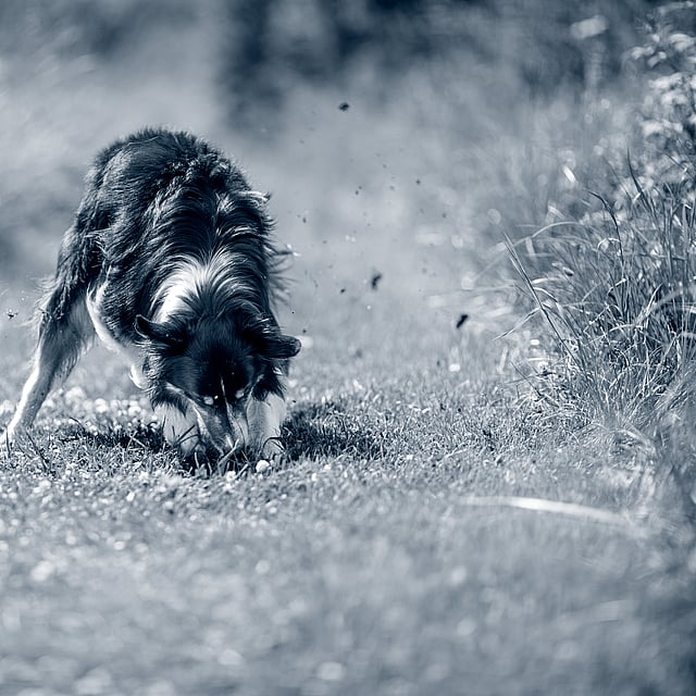 Un chien reniflant le sol.