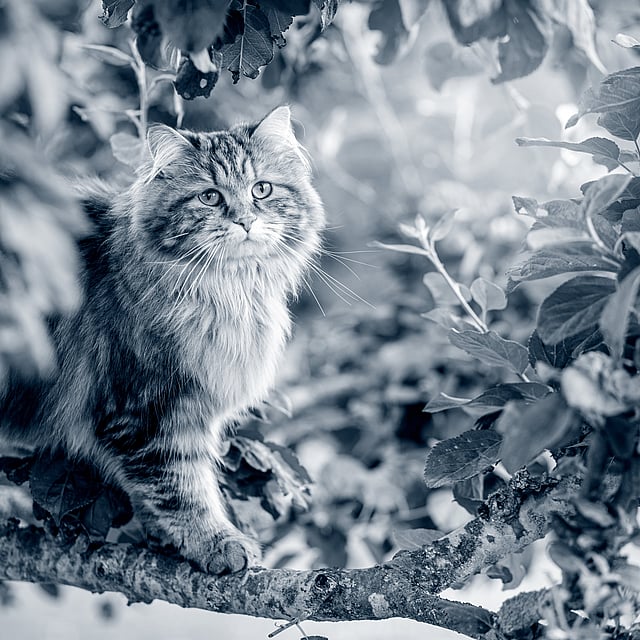 Un chat assis sur une branche d’arbre.