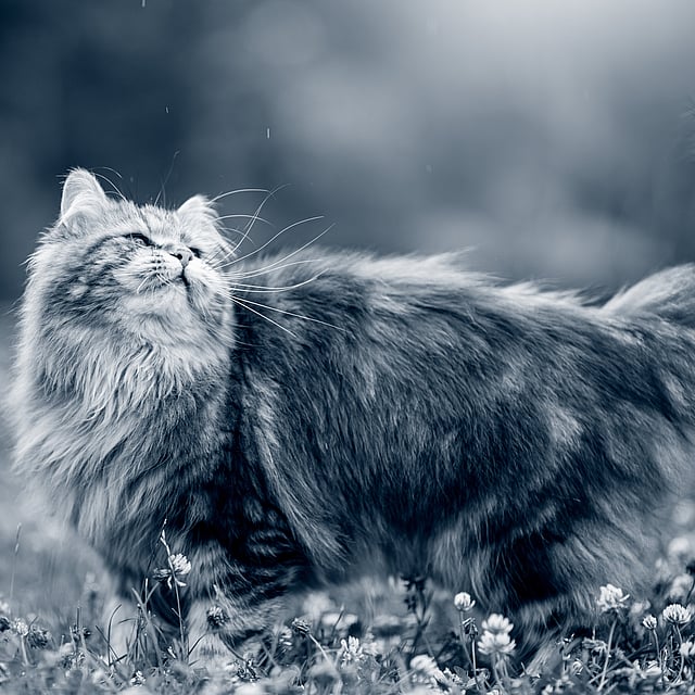 Un chat debout dans un champ de fleurs.