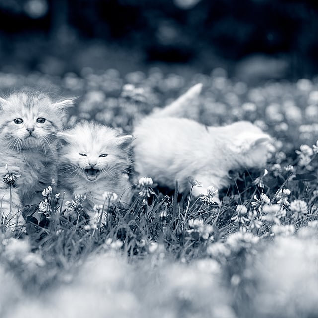 Un groupe de chatons dans un champ de fleurs.