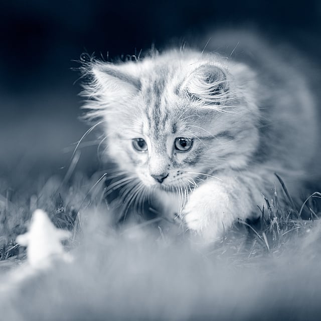 Un chat dans l’herbe.