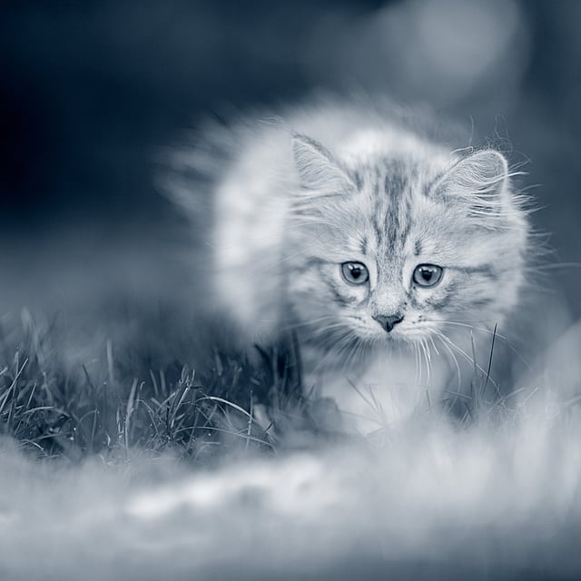 Un chat marchant dans l’herbe.