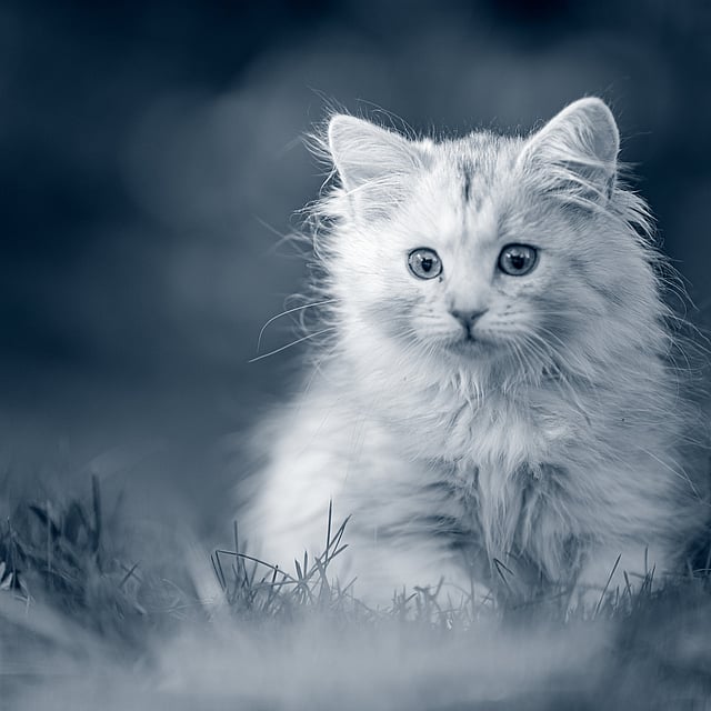 Un chat assis dans l’herbe.