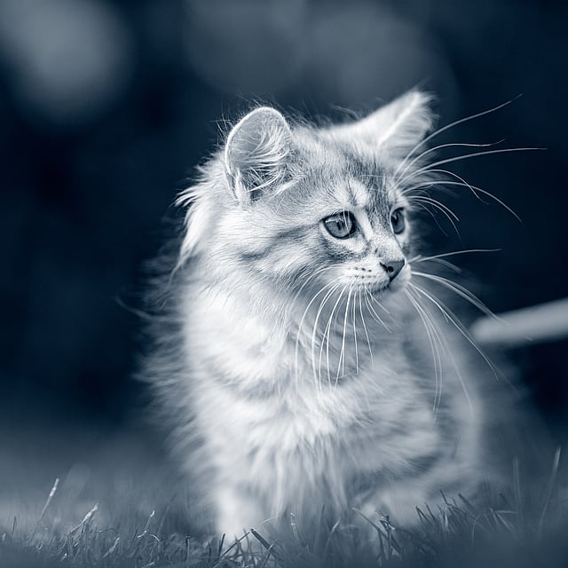 Un chat assis dans l’herbe.
