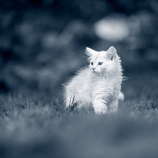Un chat blanc qui court dans l’herbe.