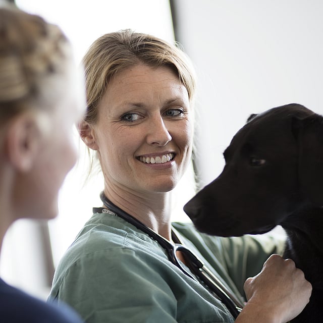 Examen dermatologique chez le chien