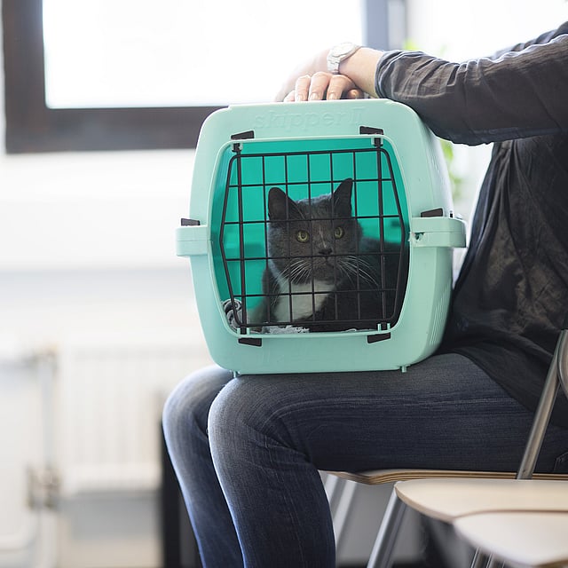 Préparer la visite de son chat chez le vétérinaire