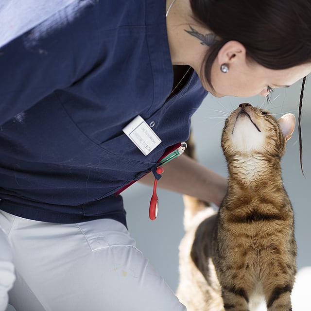 Tumeur chez le chat