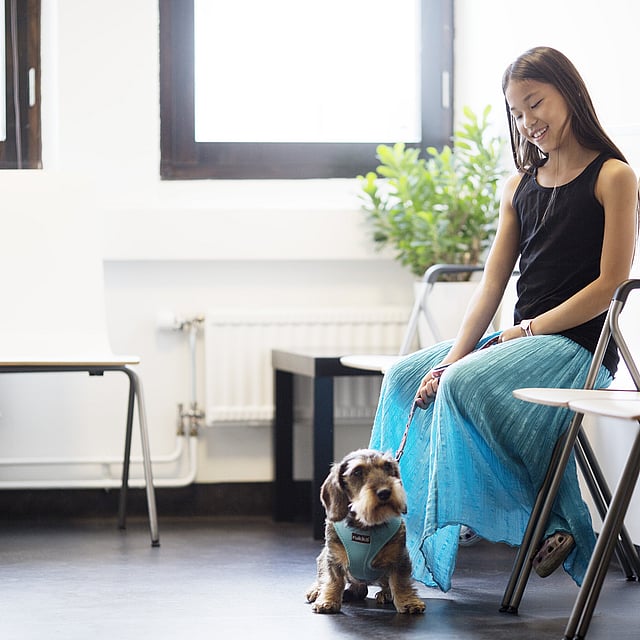 Passeport européen pour animaux chez le chien