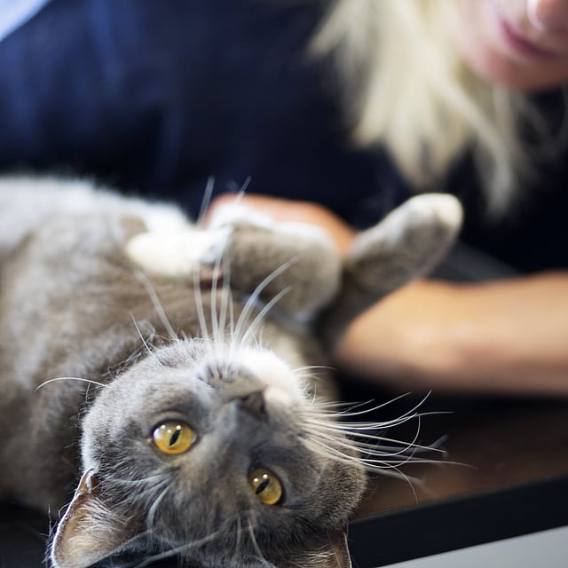 Lipome (boule de graisse) chez le chat