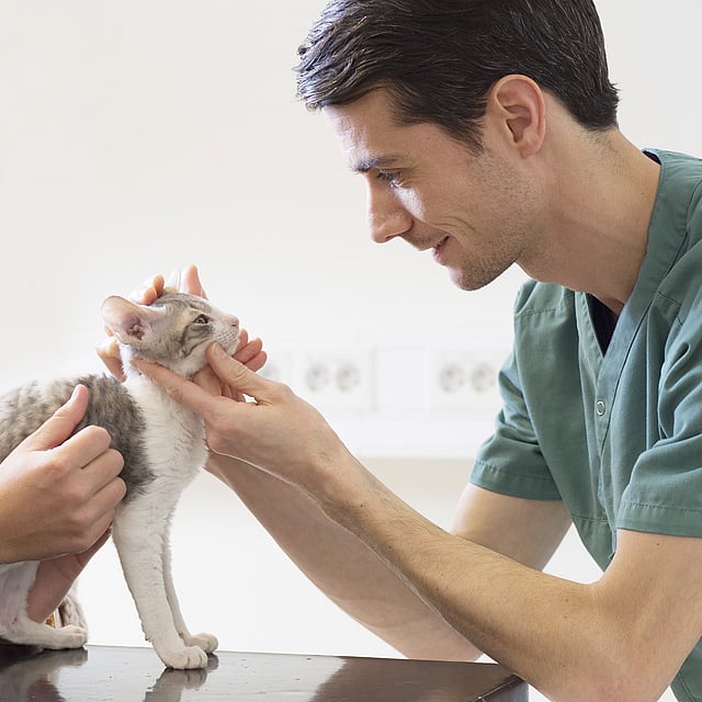 Une personne en blouse touchant un chat.