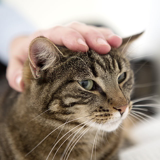 Inflammation des oreilles du chat : que faire si mon chat se gratte l’oreille