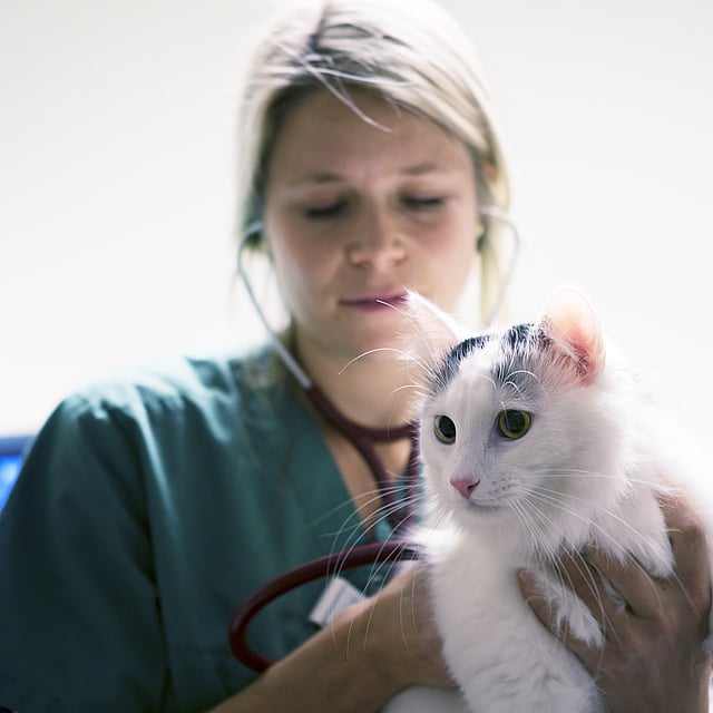 Bilan de santé du chat